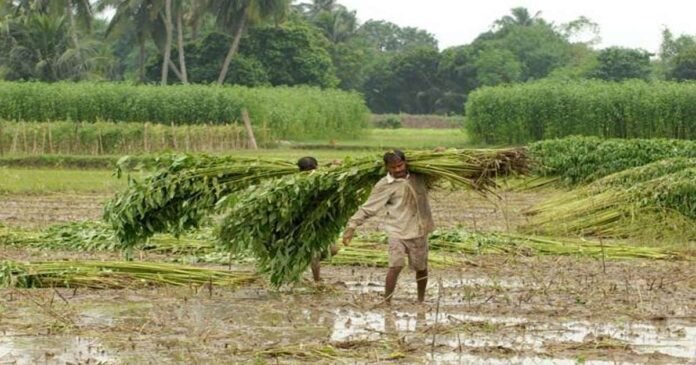 Loss of Cuitivation in bengal due to Cyclone Remal