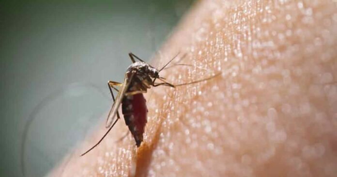 malaria-increasing-in-North Bengal