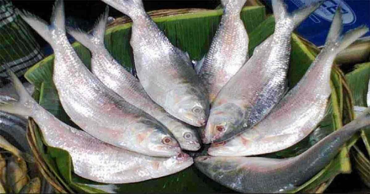 Bangladeshi Hilsha