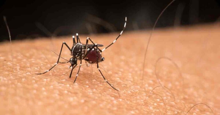 Dengue in monsoon