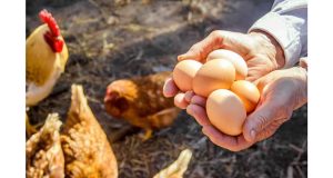 ভারত সহ ৪০টি দেশের মুরগি ও ডিম নিষিদ্ধ, কেন সৌদি আরব এই কঠোর সিদ্ধান্ত নিল?