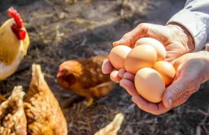 ভারত সহ ৪০টি দেশের মুরগি ও ডিম নিষিদ্ধ, কেন সৌদি আরব এই কঠোর সিদ্ধান্ত নিল?