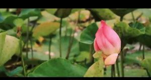 বাংলায় ঐতিহাসিক জয়ের পর ‘ভিক্ট্রি ভিডিও’ প্রকাশ বিজেপির