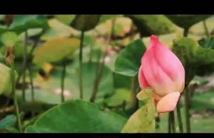 বাংলায় ঐতিহাসিক জয়ের পর ‘ভিক্ট্রি ভিডিও’ প্রকাশ বিজেপির