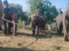 অন্ধ্রপ্রদেশের গ্রামে ত্রাস সৃষ্টি করা বুনো হাতি অবশেষে বনদপ্তরের জালে