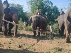 অন্ধ্রপ্রদেশের গ্রামে ত্রাস সৃষ্টি করা বুনো হাতি অবশেষে বনদপ্তরের জালে
