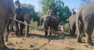 অন্ধ্রপ্রদেশের গ্রামে ত্রাস সৃষ্টি করা বুনো হাতি অবশেষে বনদপ্তরের জালে