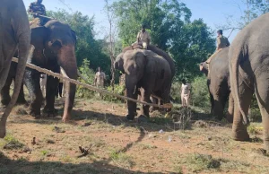 অন্ধ্রপ্রদেশের গ্রামে ত্রাস সৃষ্টি করা বুনো হাতি অবশেষে বনদপ্তরের জালে