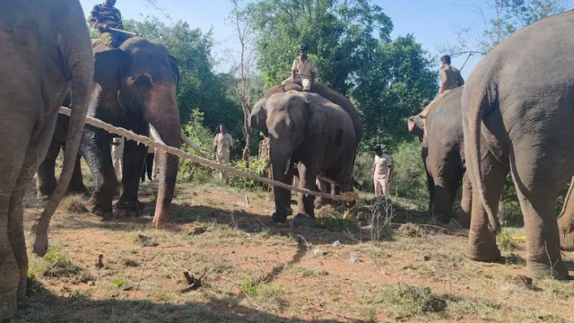 tps036o4_elephant_625x300_17_July_26