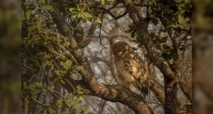 রাজ্যে প্রথম পেঁচা গণনা: ১৩ জেলায় মিলল ১১ প্রজাতির অস্তিত্ব
