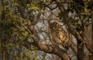 রাজ্যে প্রথম পেঁচা গণনা: ১৩ জেলায় মিলল ১১ প্রজাতির অস্তিত্ব