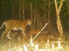 সুন্দরবনে বাঘের সংখ্যা বৃদ্ধির আশায় নতুন শাবকের ছবি