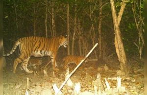 সুন্দরবনে বাঘের সংখ্যা বৃদ্ধির আশায় নতুন শাবকের ছবি