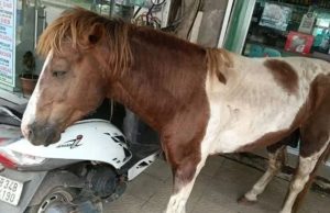 খড়্গপুরের রাস্তায় বিপন্ন পনি উদ্ধার, চিকিৎসার উদ্যোগ পেটা ইন্ডিয়ার